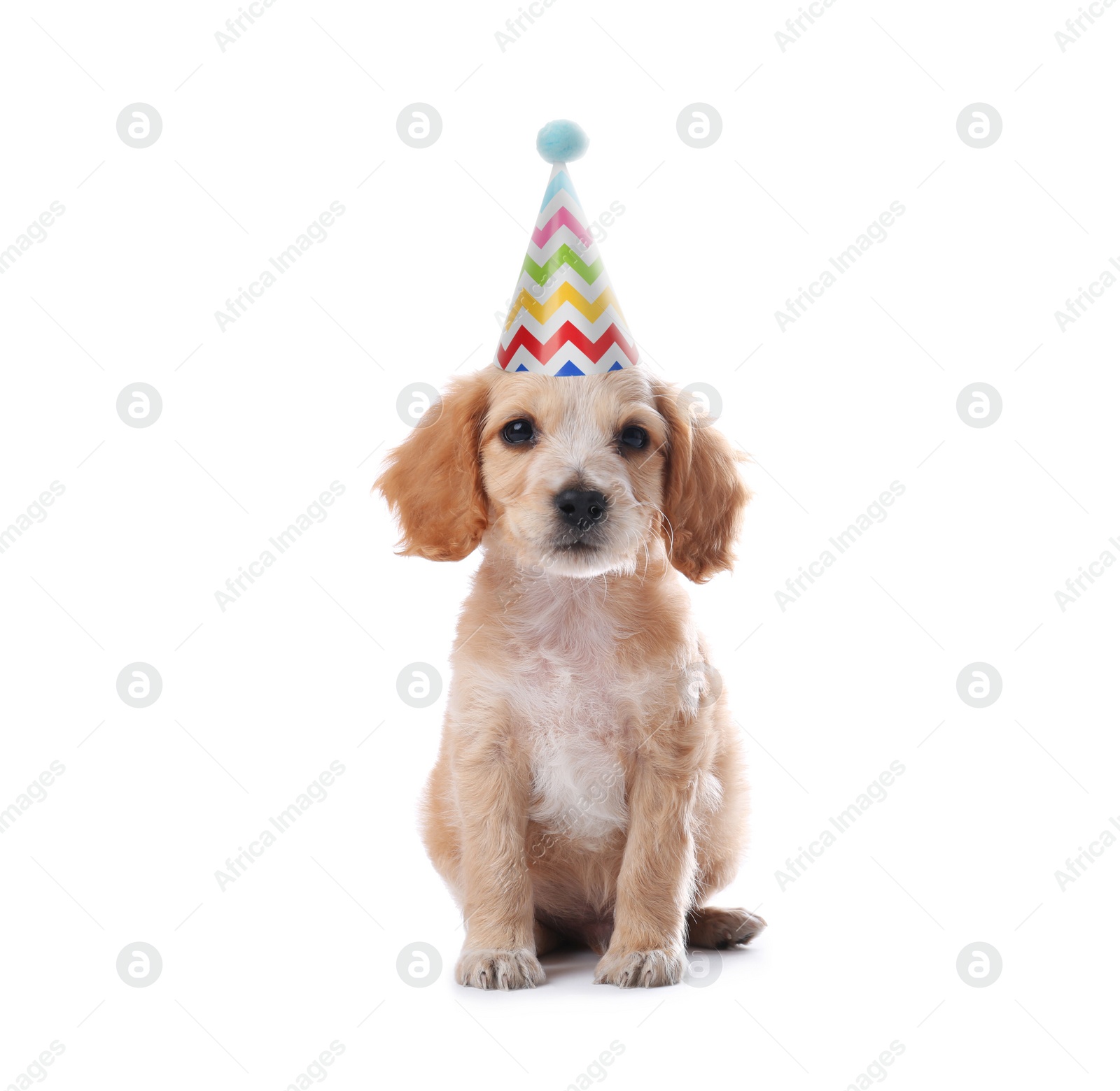 Image of Cute English Cocker Spaniel puppy with party hat on white background