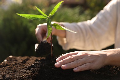 Woman planting young tree in garden, closeup