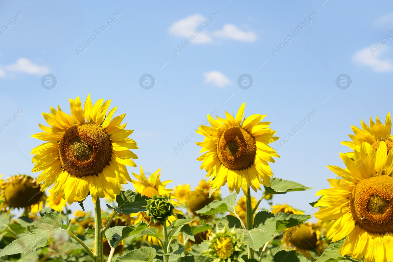 Photo of Beautiful view of sunflowers growing in field