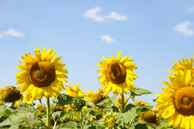 Photo of Beautiful view of sunflowers growing in field