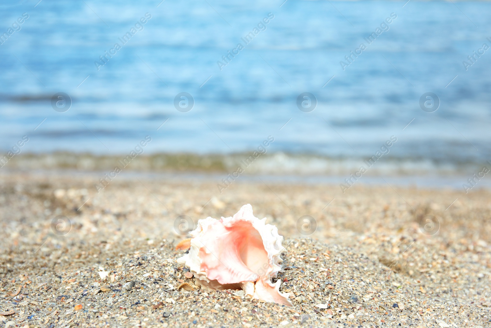 Photo of Beautiful shell on sand near sea, space for text. Beach object