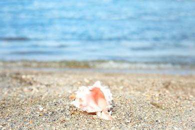 Photo of Beautiful shell on sand near sea, space for text. Beach object