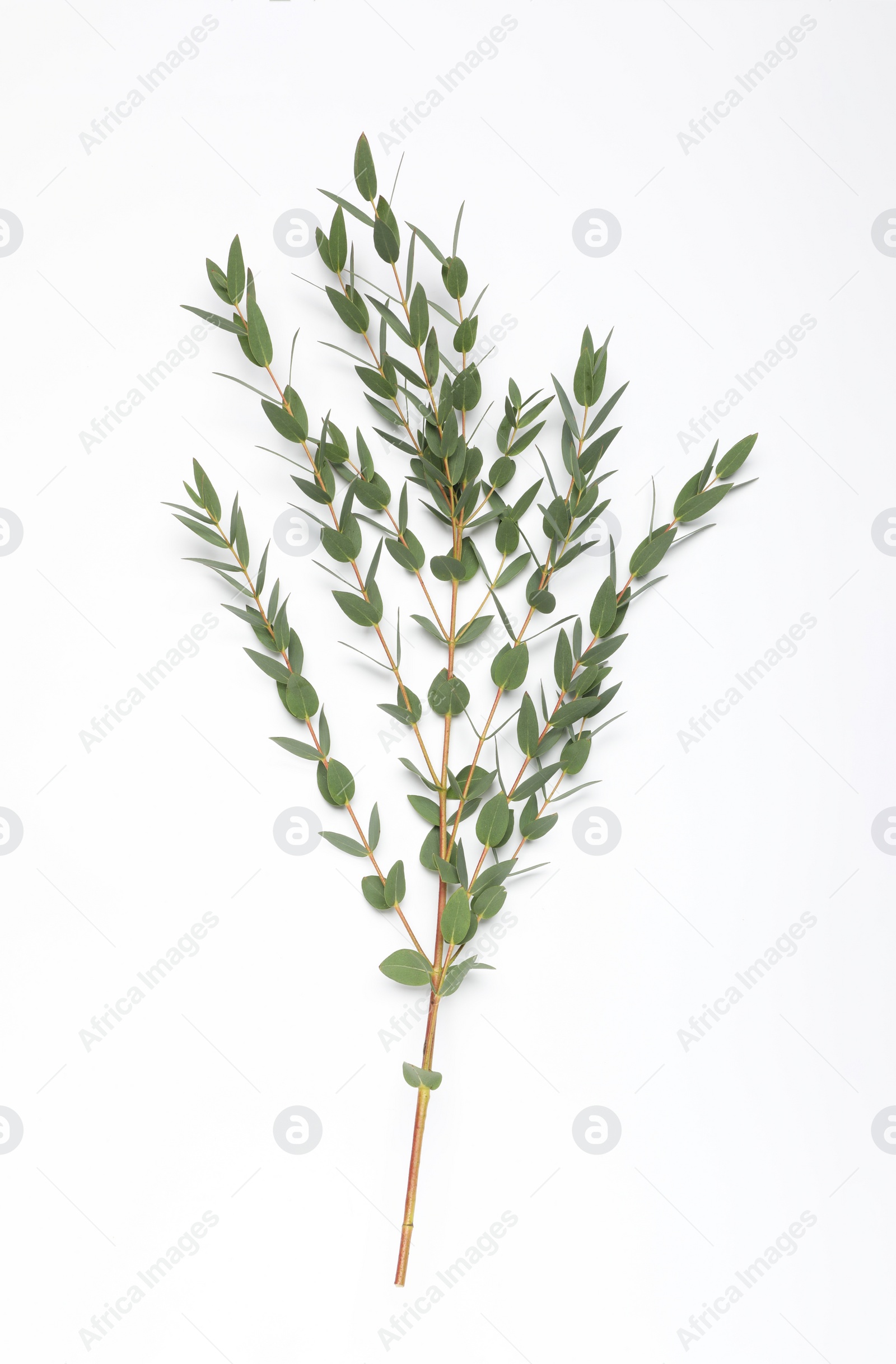 Photo of Eucalyptus branch with fresh leaves isolated on white, top view