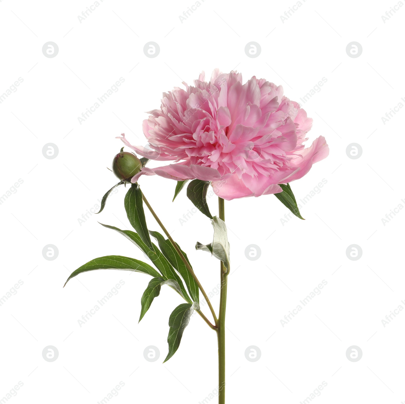 Photo of Fragrant bright peony on white background. Beautiful spring flower