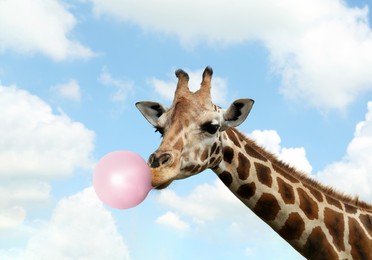 Beautiful African giraffe blowing bubble gum against sky