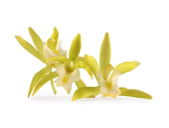 Photo of Yellow vanilla orchid flowers isolated on white