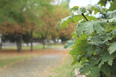 Photo of Branch of tree with green leaves in park during rain, closeup. Space for text