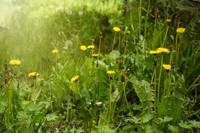 Photo of Yellow dandelions with green leaves growing outdoors