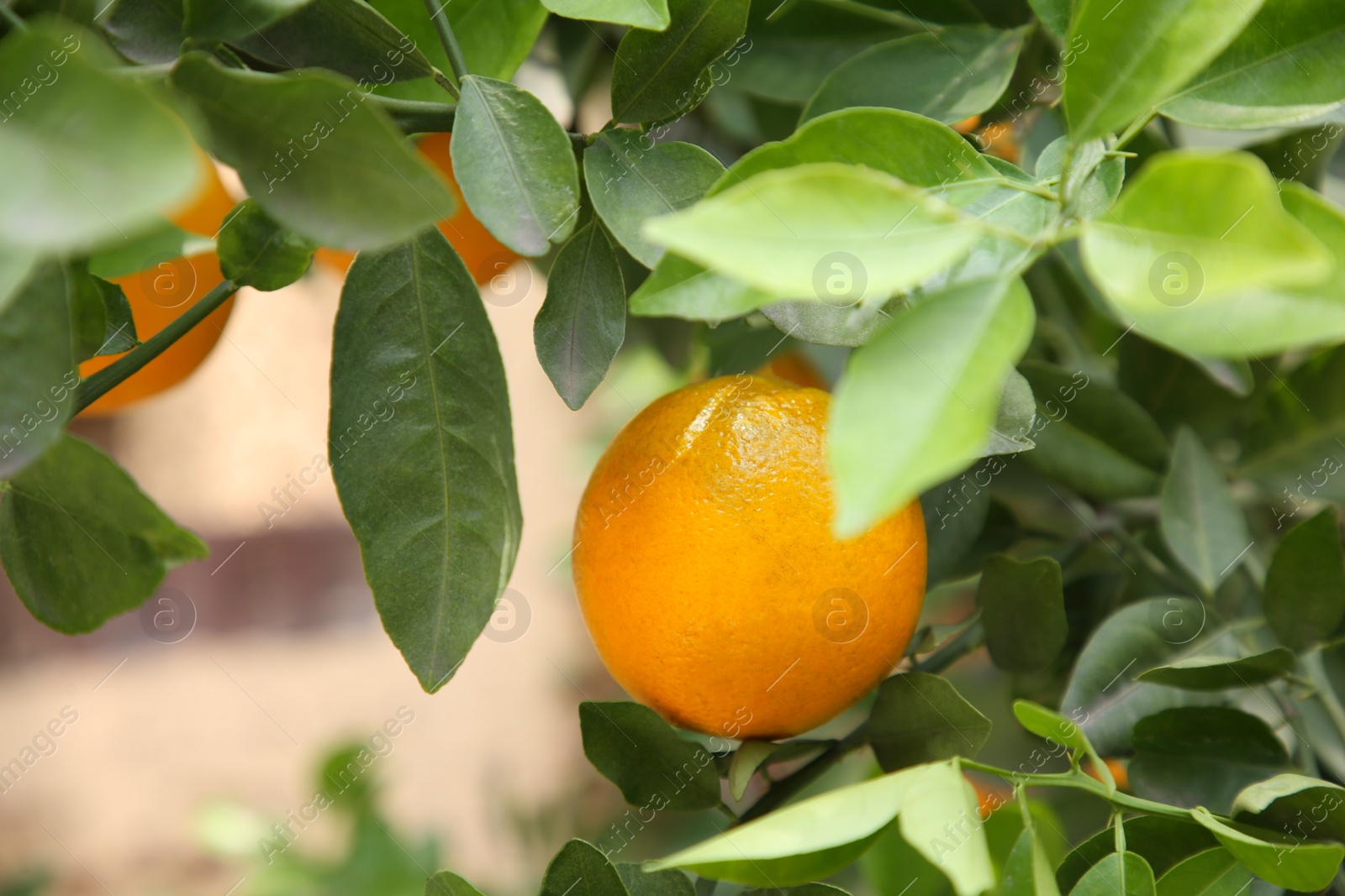 Photo of Fresh ripe orange growing on tree outdoors, closeup