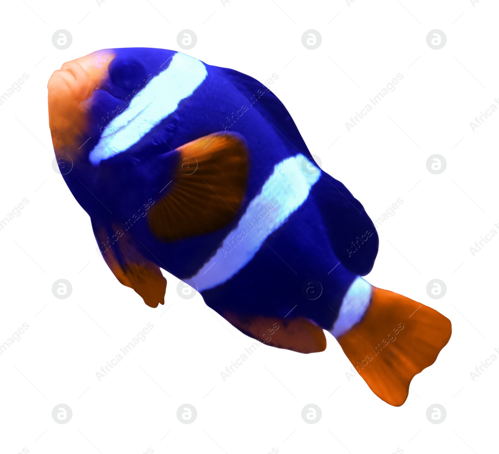 Image of Beautiful bright clown fish on white background