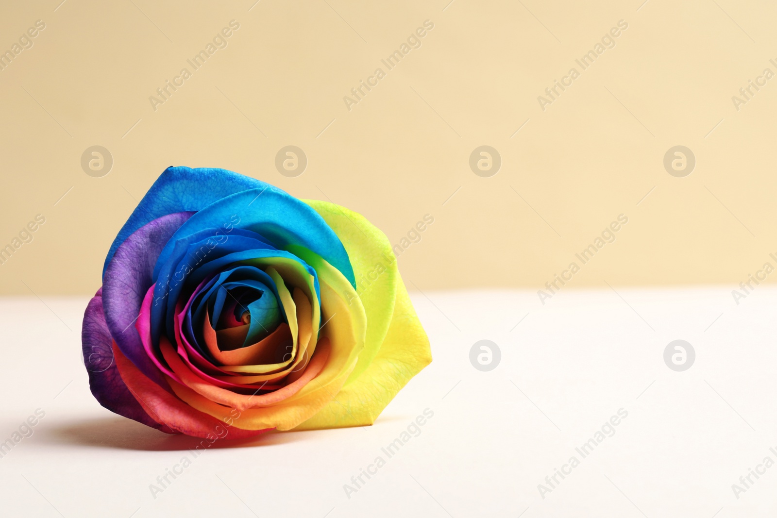 Photo of Rainbow rose flower on table against color background