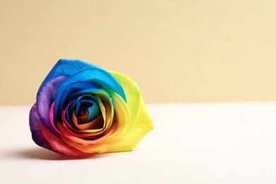 Photo of Rainbow rose flower on table against color background