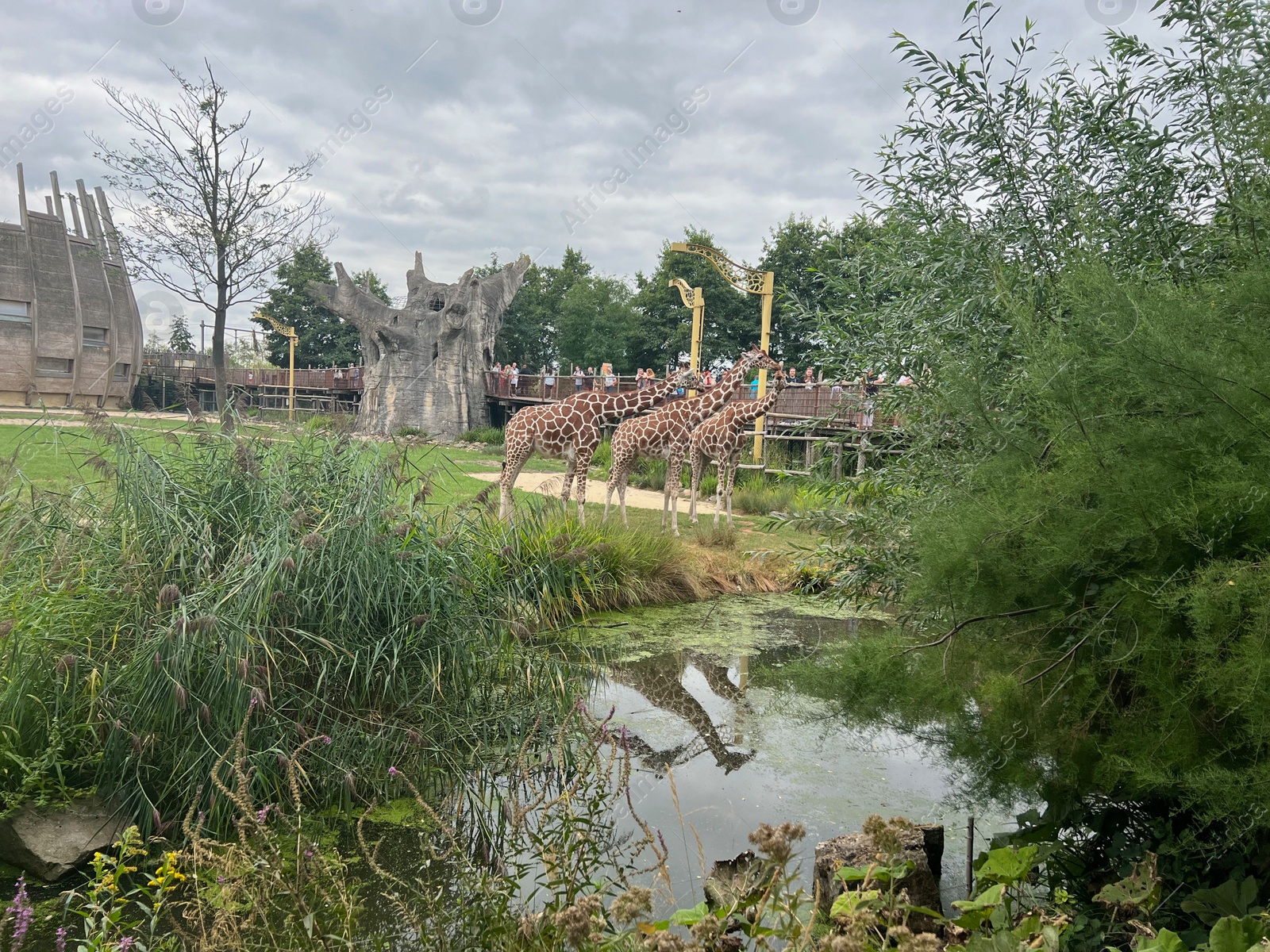 Photo of Rotterdam, Netherlands - August 27, 2022: Group of beautiful giraffes in zoo enclosure