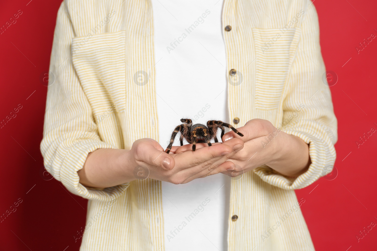Photo of Woman holding striped knee tarantula on red background, closeup. Exotic pet