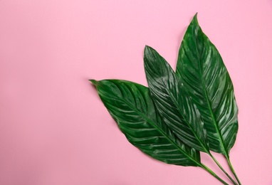 Flat lay composition with tropical leaves on color background