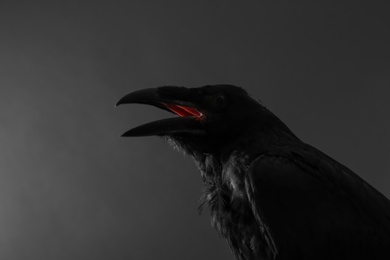 Beautiful common raven on dark background, closeup