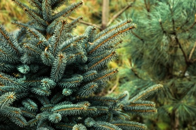 Beautiful coniferous plants at Christmas tree Farm