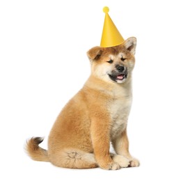 Cute Akita Inu puppy with party hat on white background