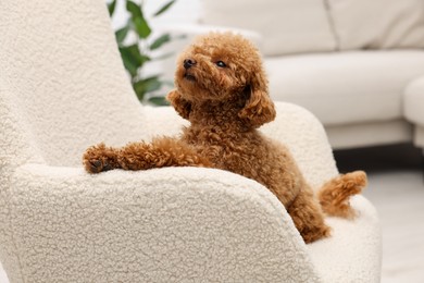 Cute Maltipoo dog resting on armchair at home. Lovely pet