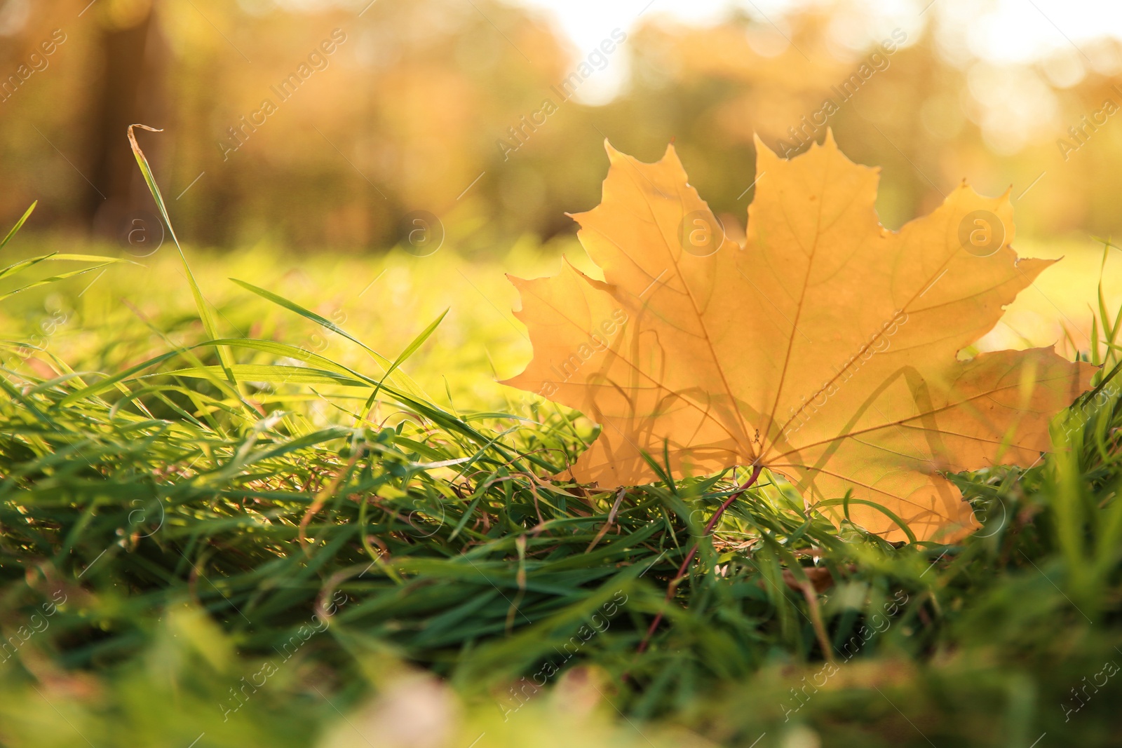 Photo of Autumn leaf on green grass in beautiful park. Space for text