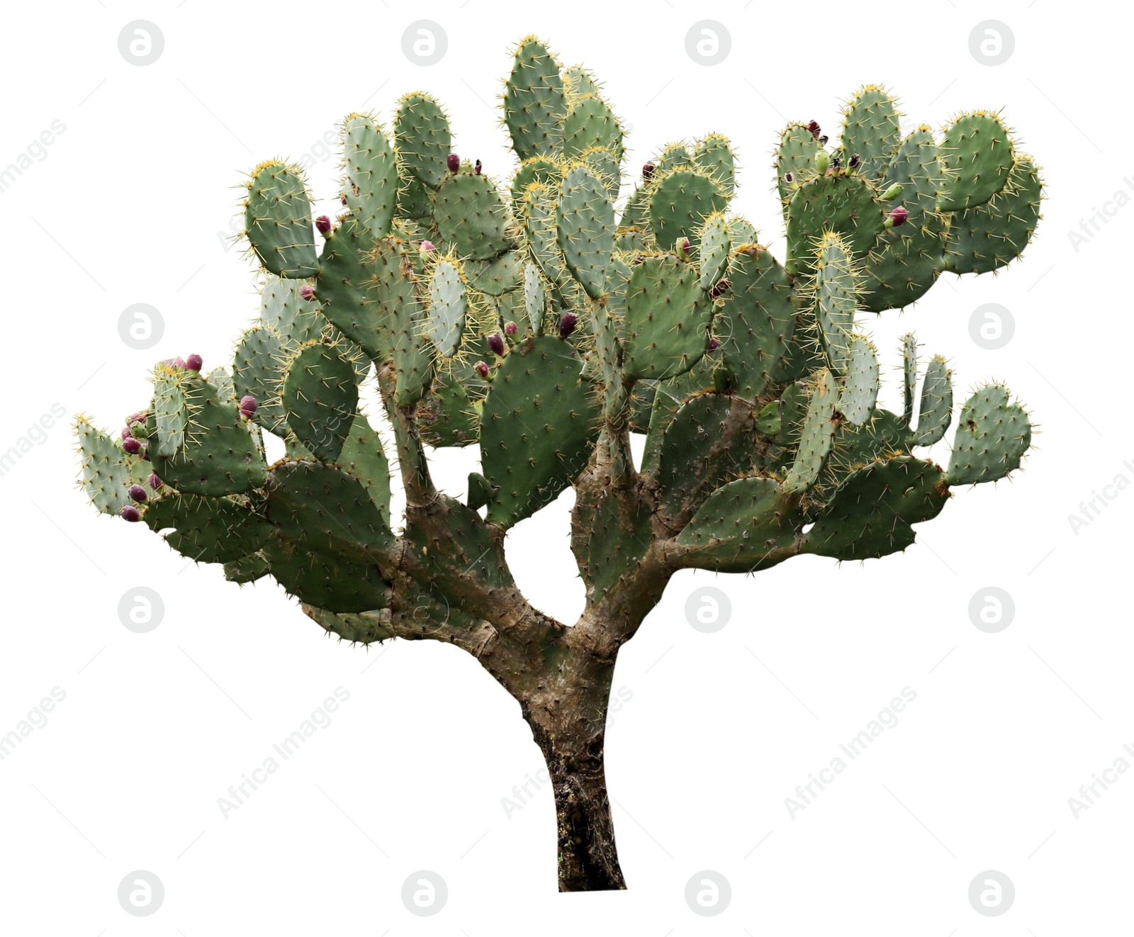 Image of Beautiful green prickly pear cactus on white background