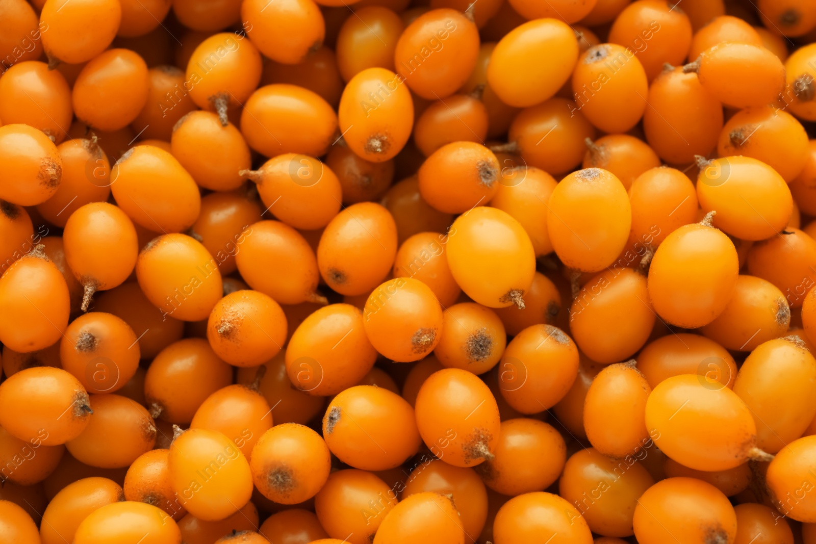 Photo of Fresh ripe sea buckthorn berries as background, top view