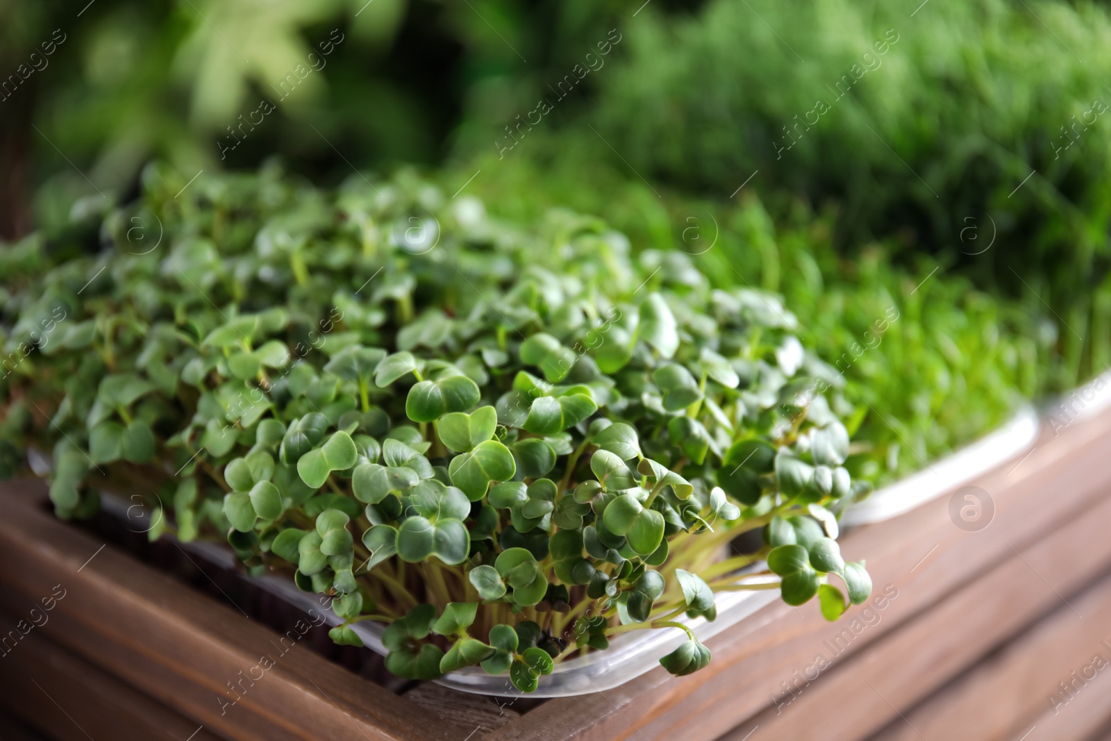 Photo of Fresh organic microgreens in wooden crate, closeup