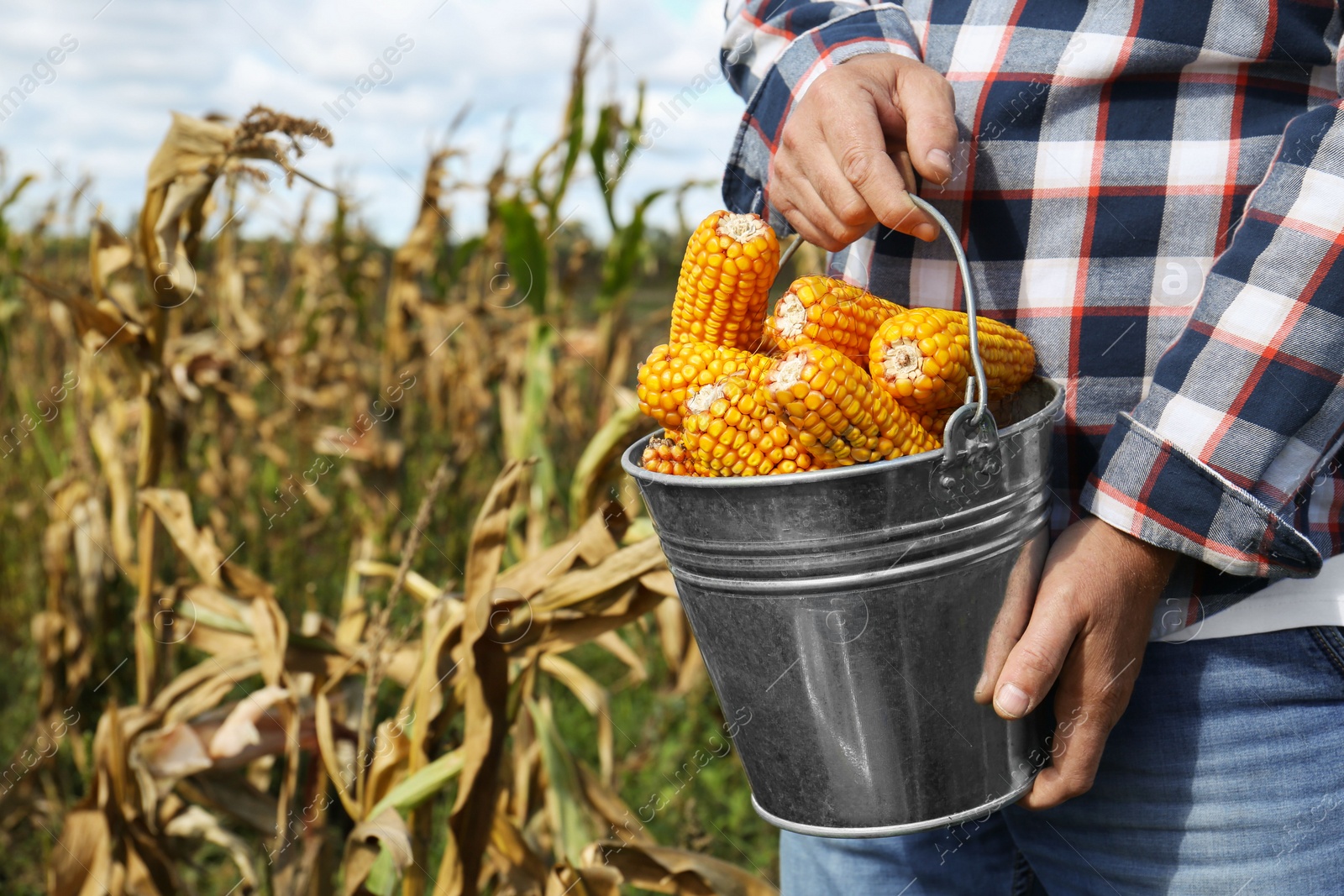 Photo of Man holding bucket with delicious ripe corn cobs in field, closeup. Space for text