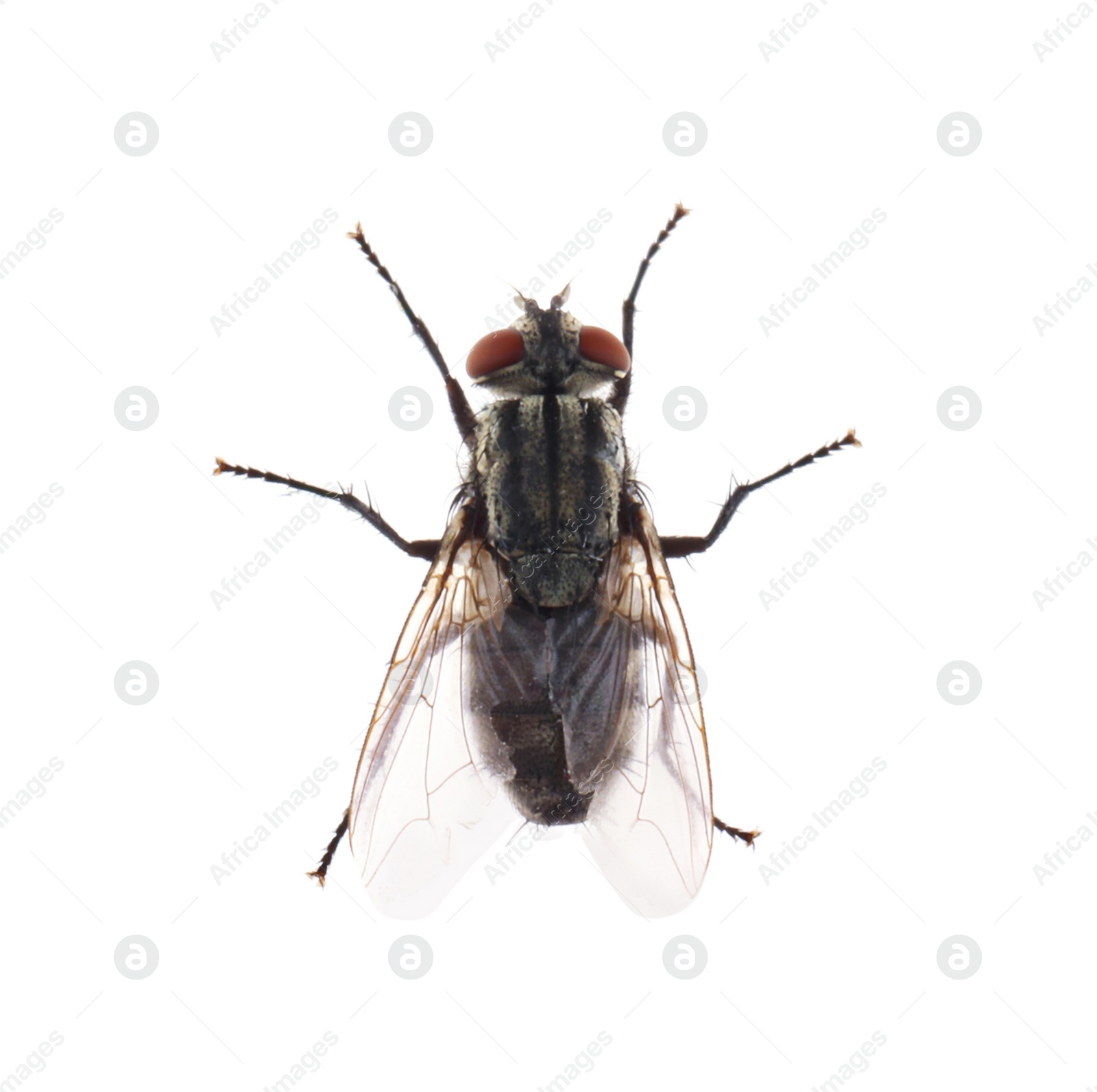 Photo of One common black fly on white background, top view