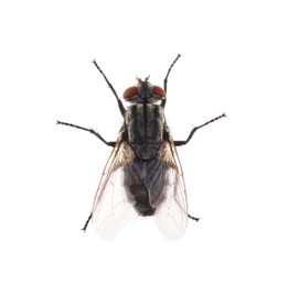 Photo of One common black fly on white background, top view