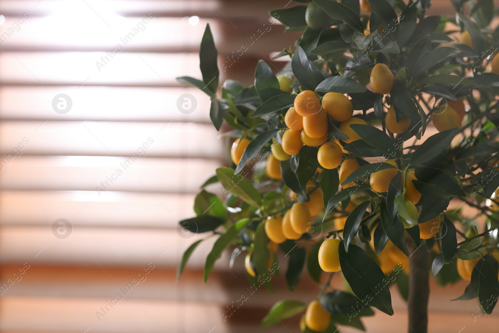 Photo of Kumquat tree with fruits near window indoors