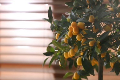 Photo of Kumquat tree with fruits near window indoors