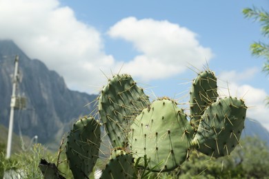 Beautiful cactus Opuntia growing near mountains under cloudy sky