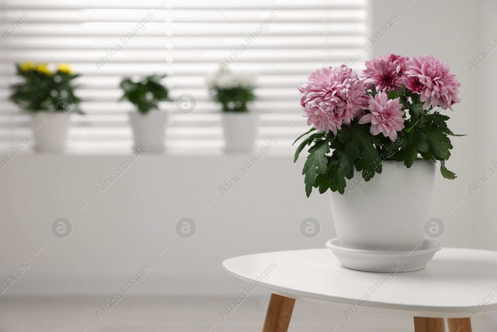 Photo of Beautiful chrysanthemum plant in flower pot on white table in room, space for text