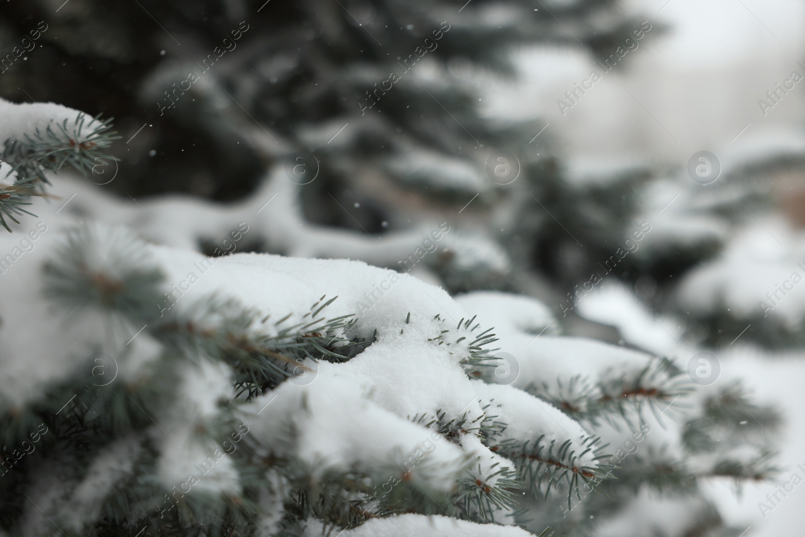 Photo of Branches of spruce covered with snow outdoors, closeup