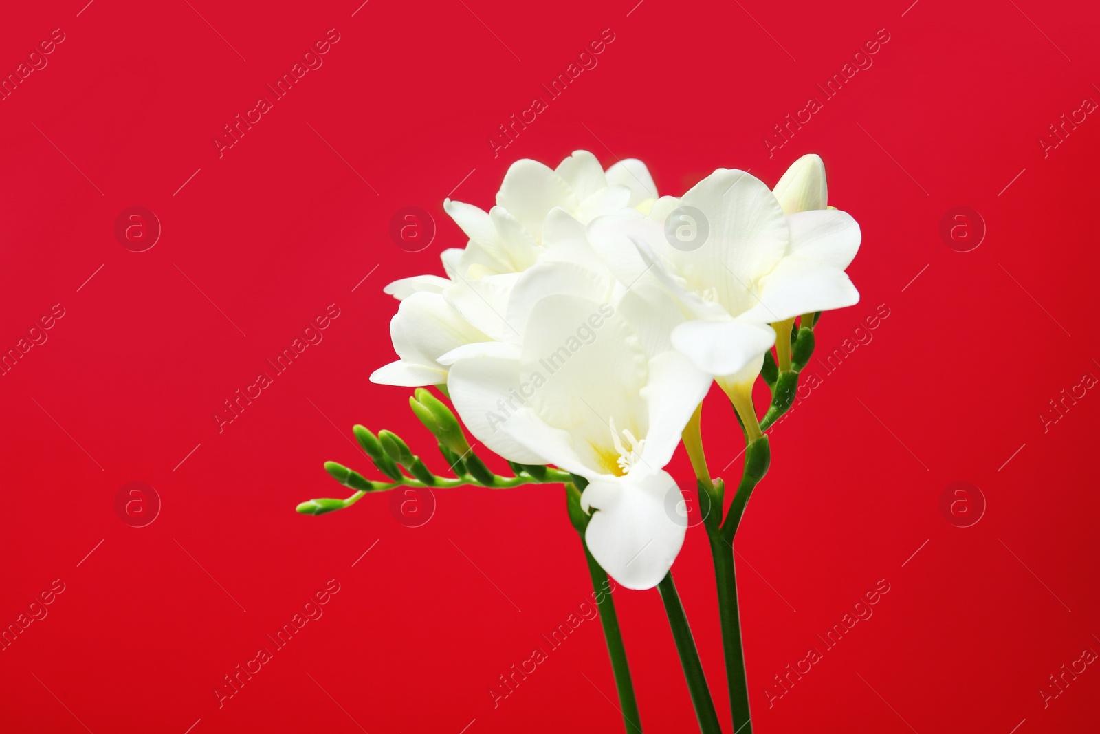 Photo of Beautiful freesia flowers on color background