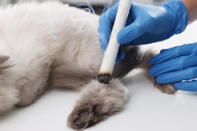Photo of Veterinary holding moxa stick near cat at table, closeup. Animal acupuncture treatment