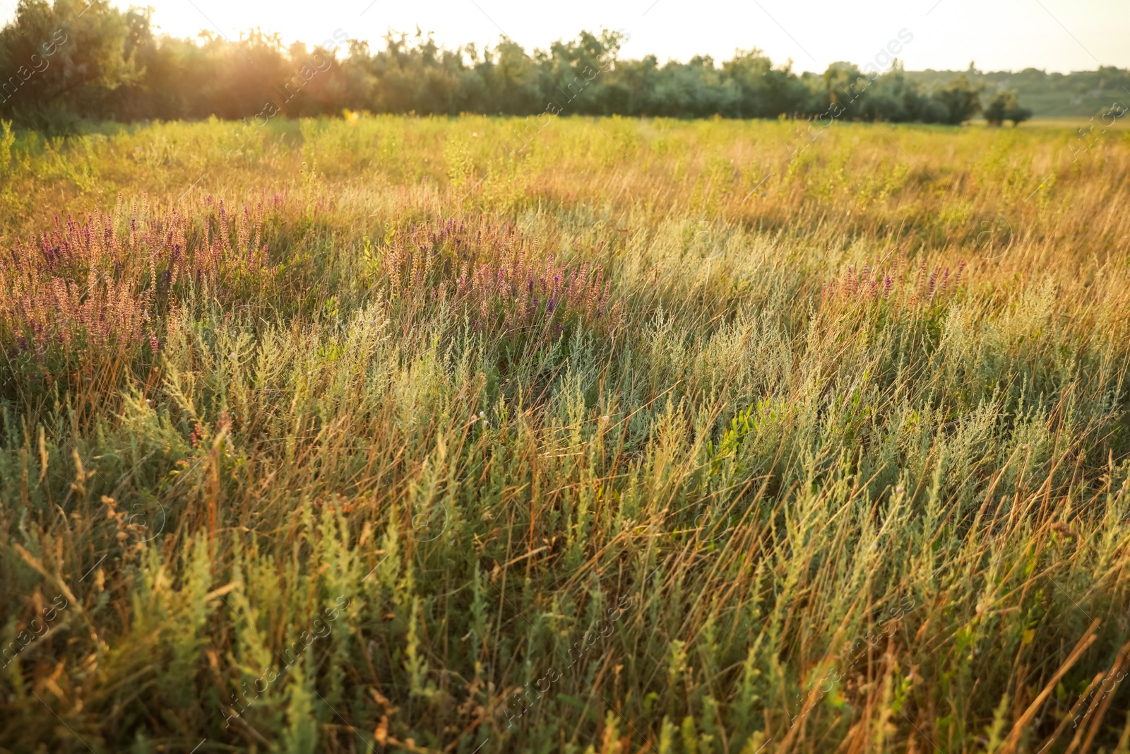 Photo of Beautiful field with wild flowers in morning