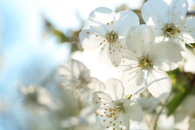 Blossoming cherry tree, closeup