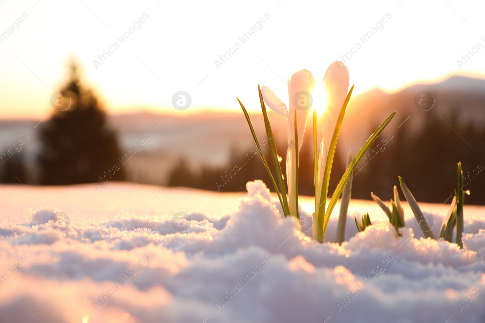 Photo of Beautiful crocuses growing through snow, space for text. First spring flowers