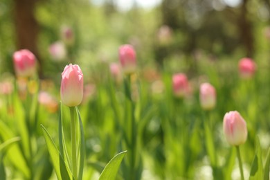 Photo of Beautiful pink tulips growing outdoors on sunny day, closeup. Space for text