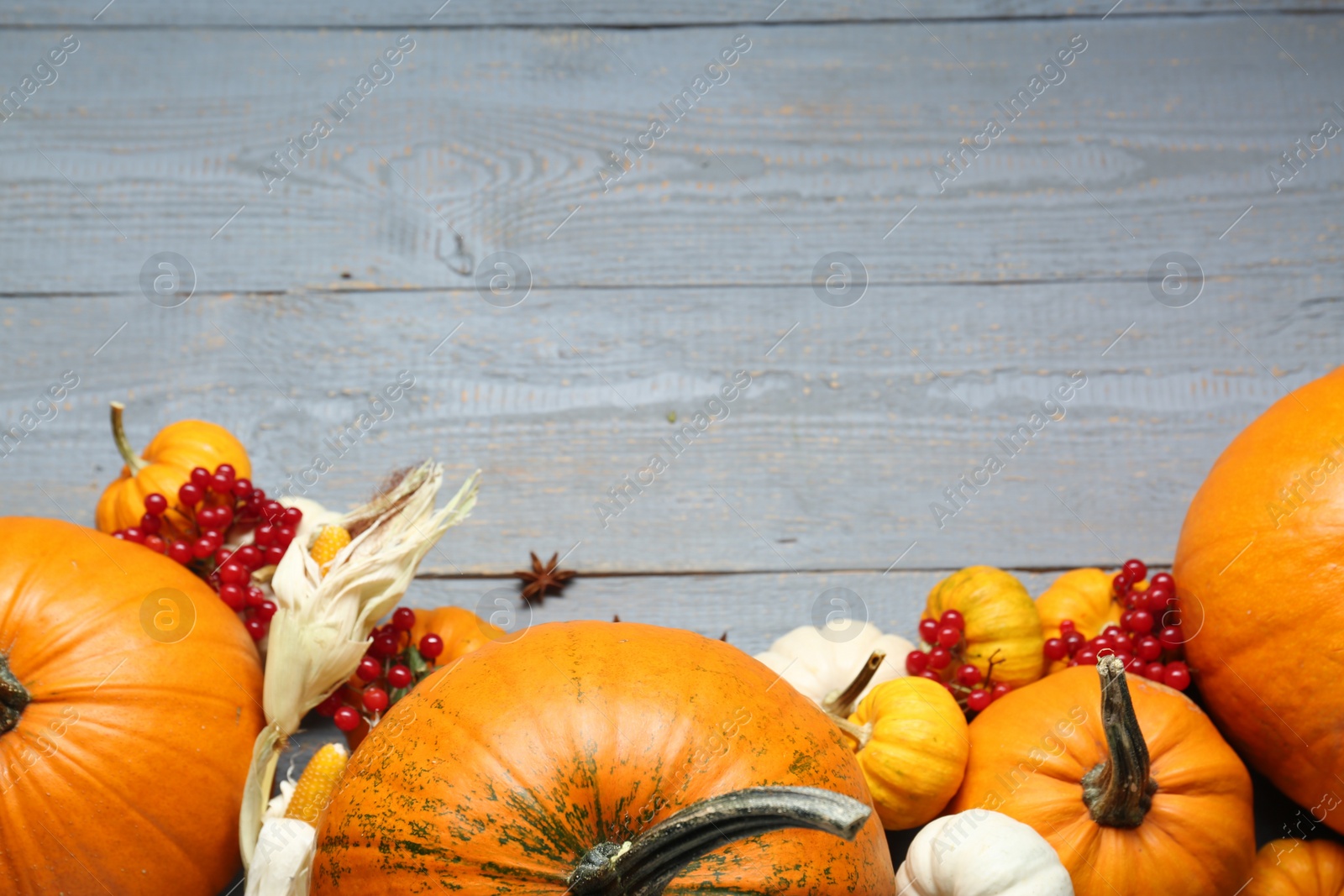Photo of Thanksgiving day. Flat lay composition with pumpkins on grey wooden table, space for text