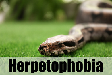 Image of Brown boa constrictor on green grass outdoors. Herpetophobia concept