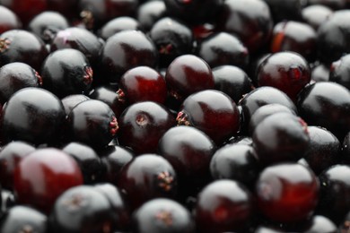 Photo of Fresh black elderberries (Sambucus) as background, closeup