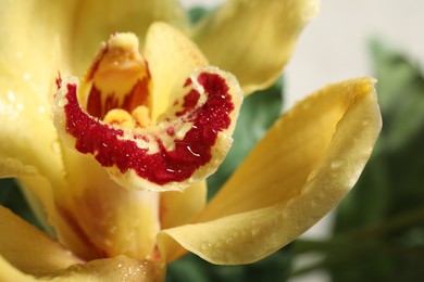 Closeup view of beautiful blooming orchid flower with dew drops