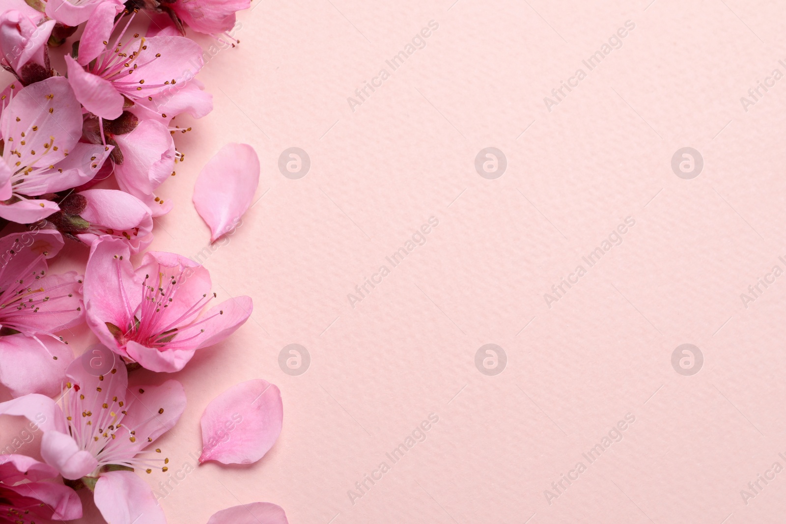 Photo of Beautiful sakura tree blossoms on beige background, flat lay. Space for text