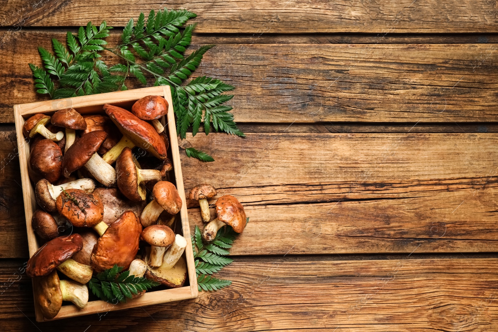 Photo of Fresh wild slippery jack mushrooms on wooden table, flat lay. Space for text