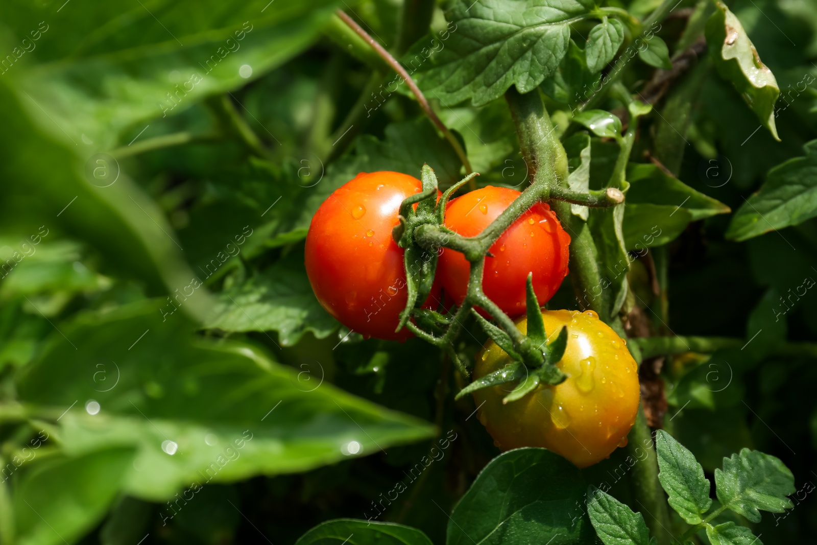 Photo of Closeup view of ripening tomatoes in garden