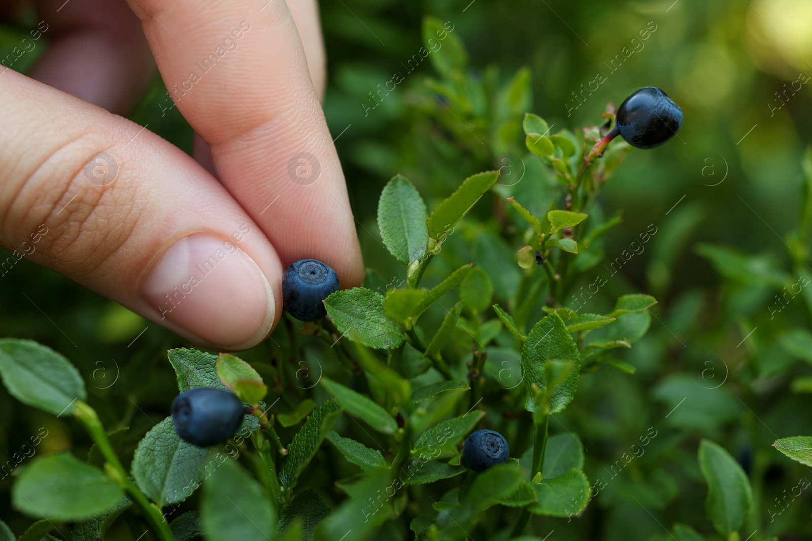 Photo of Woman picking up bilberries in forest, closeup