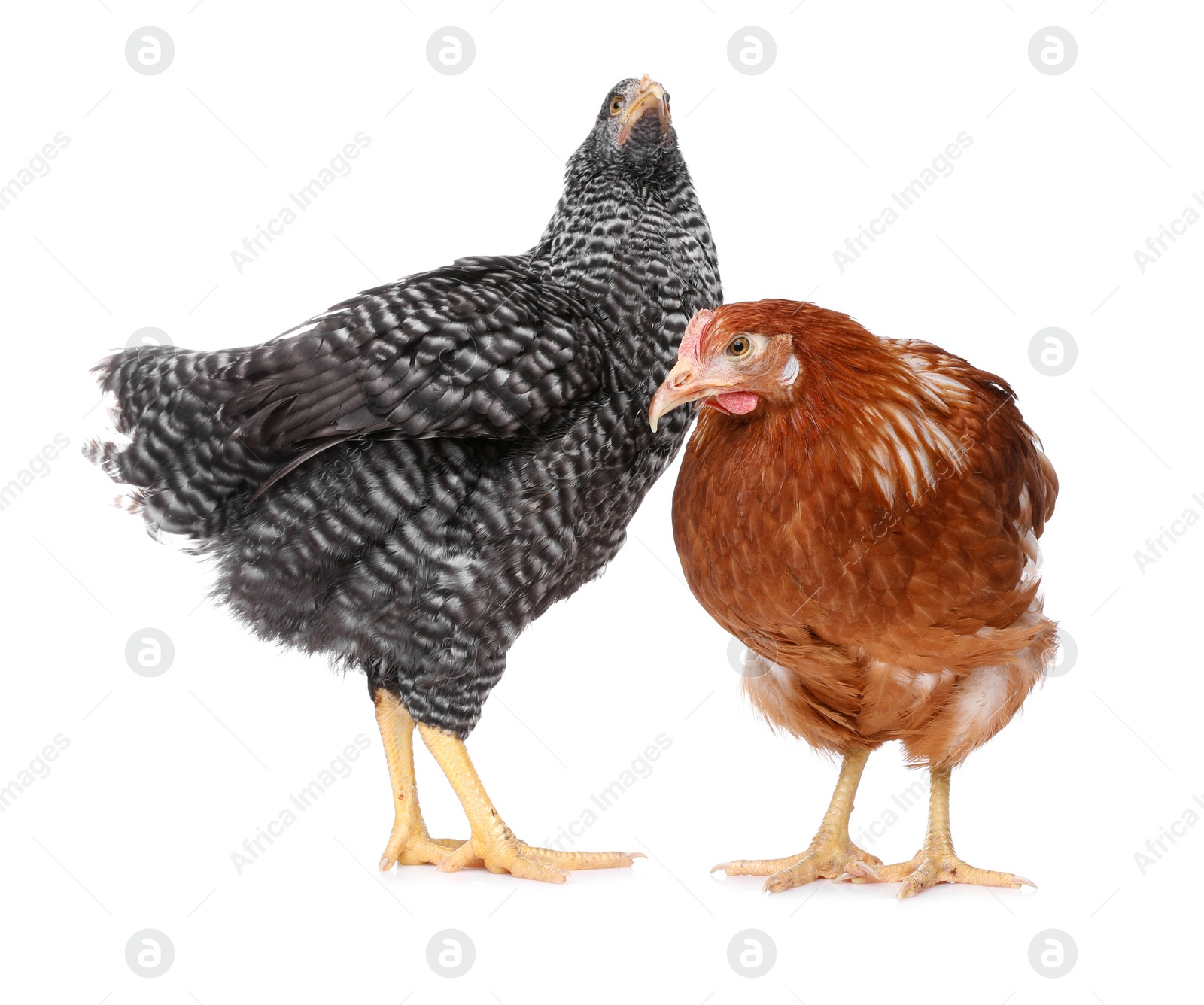 Photo of Two different beautiful chickens on white background. Domestic animals